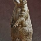 prairie dog