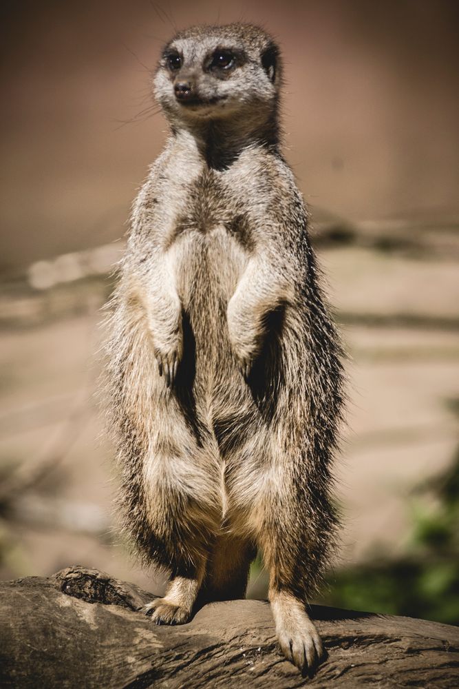 prairie dog