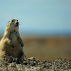 Prairie Dog