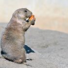 Prairie Dog