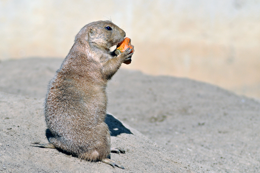 Prairie Dog