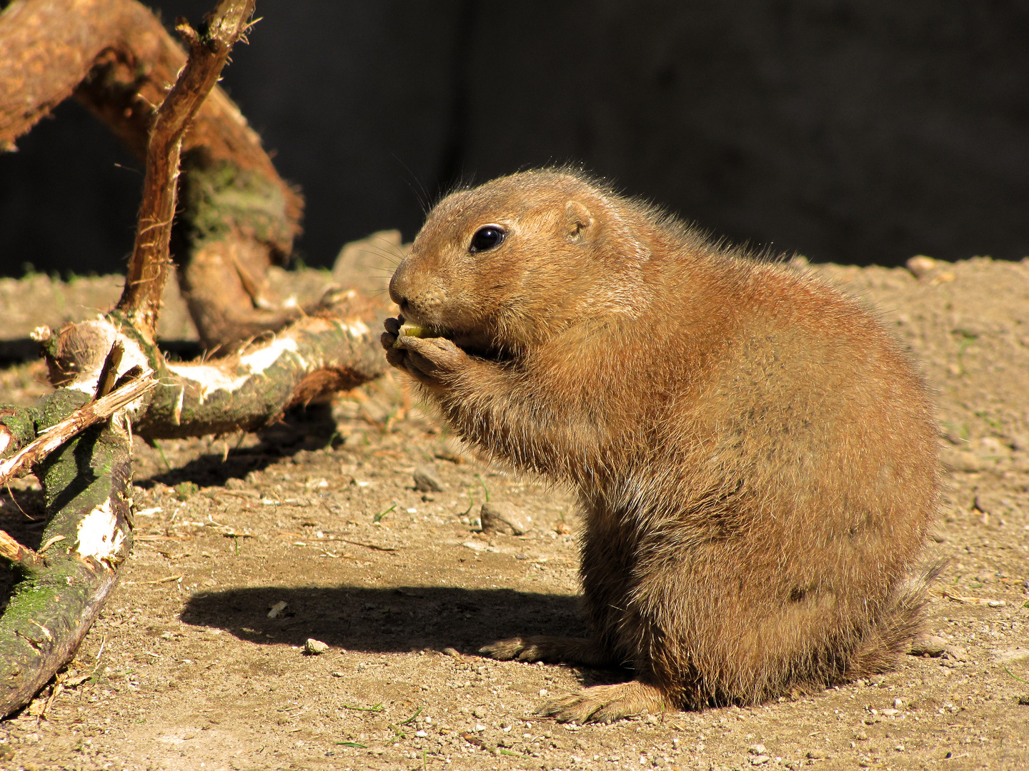 Prairie dog