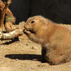 Prairie dog