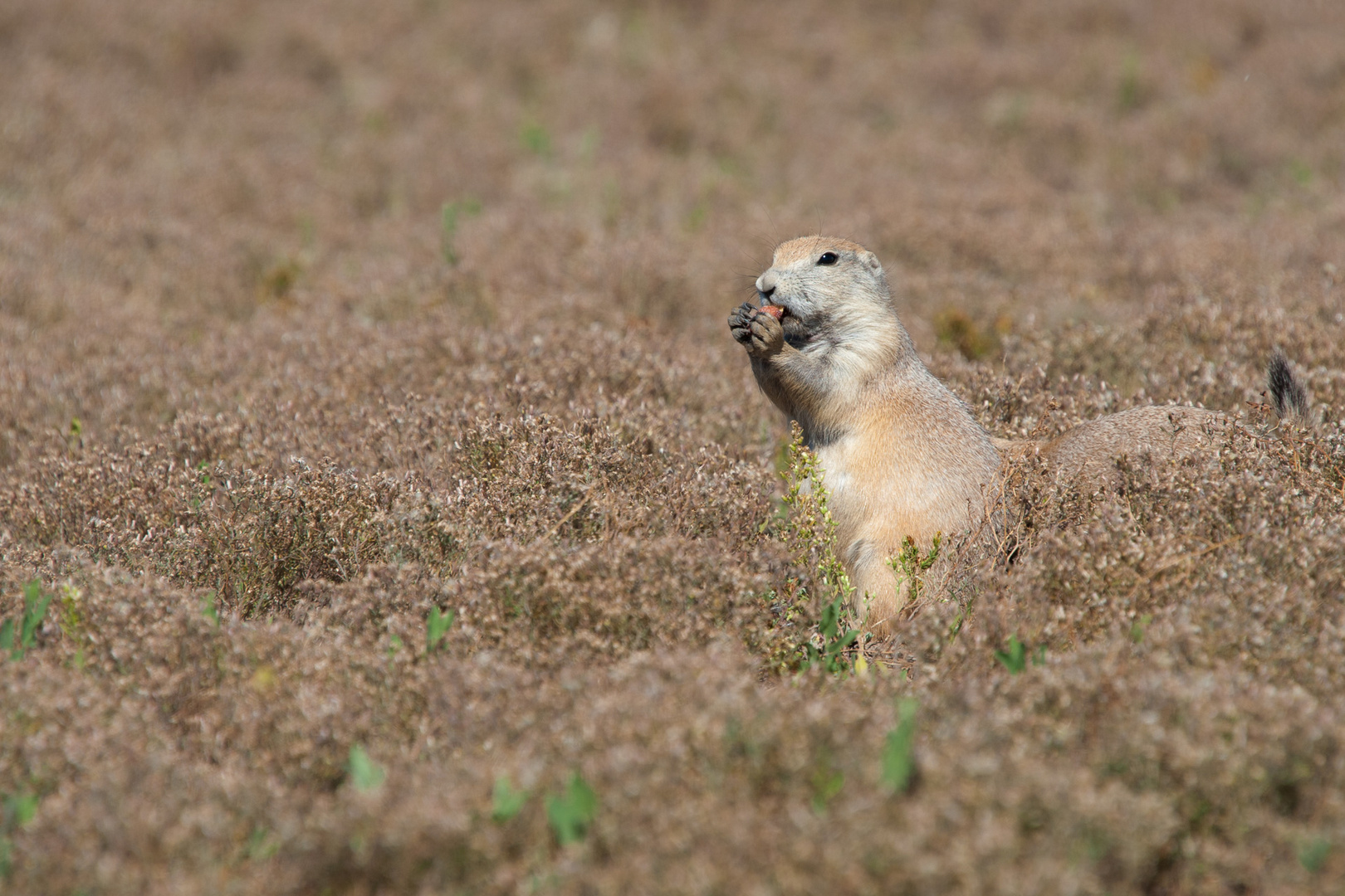 Prairie Dog