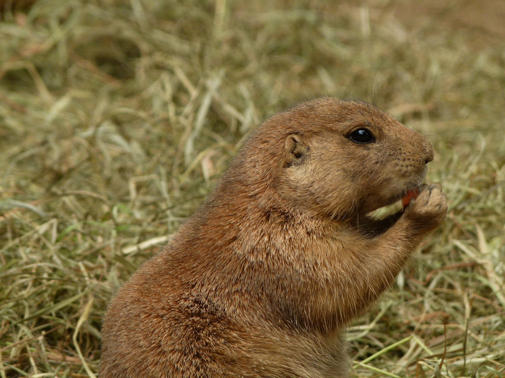 Prairie dog