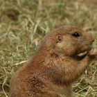 Prairie dog