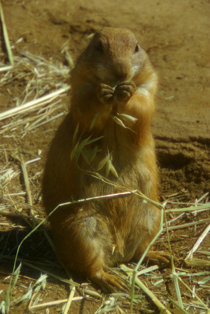 Prairie dog