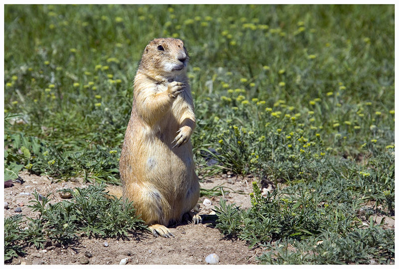 Prairie Dog, oder ...