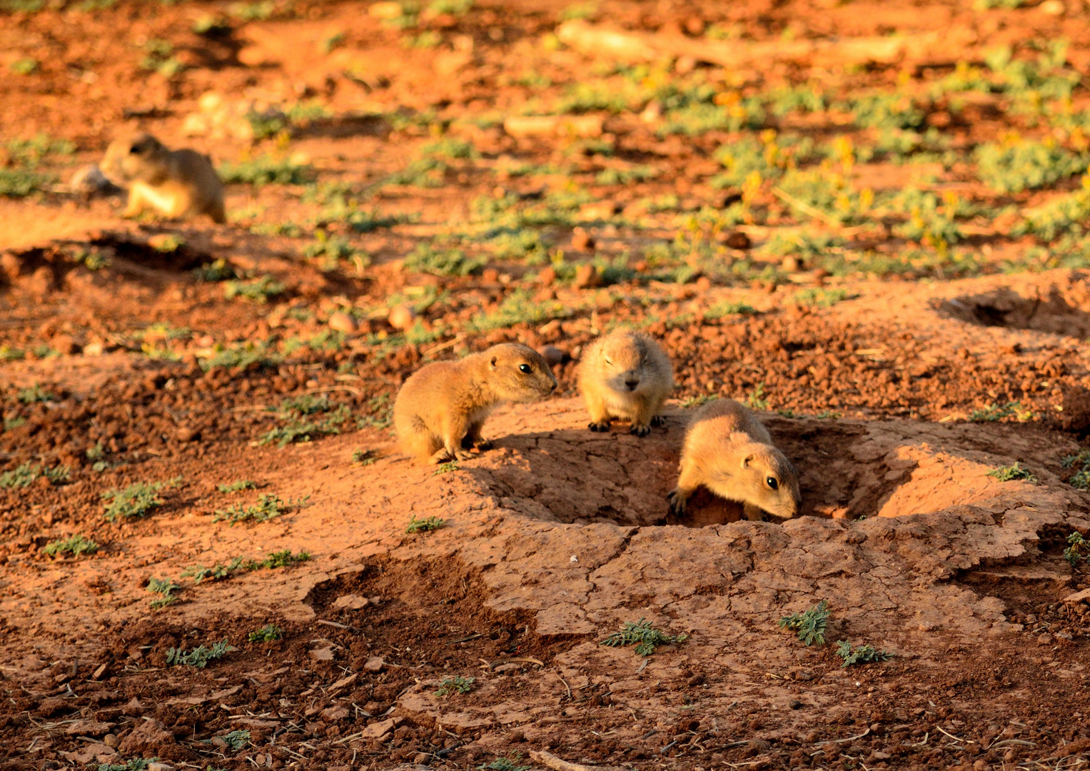 Prairie Dogs 3