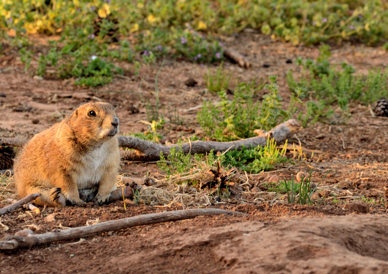 Prairie Dogs