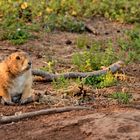 Prairie Dogs