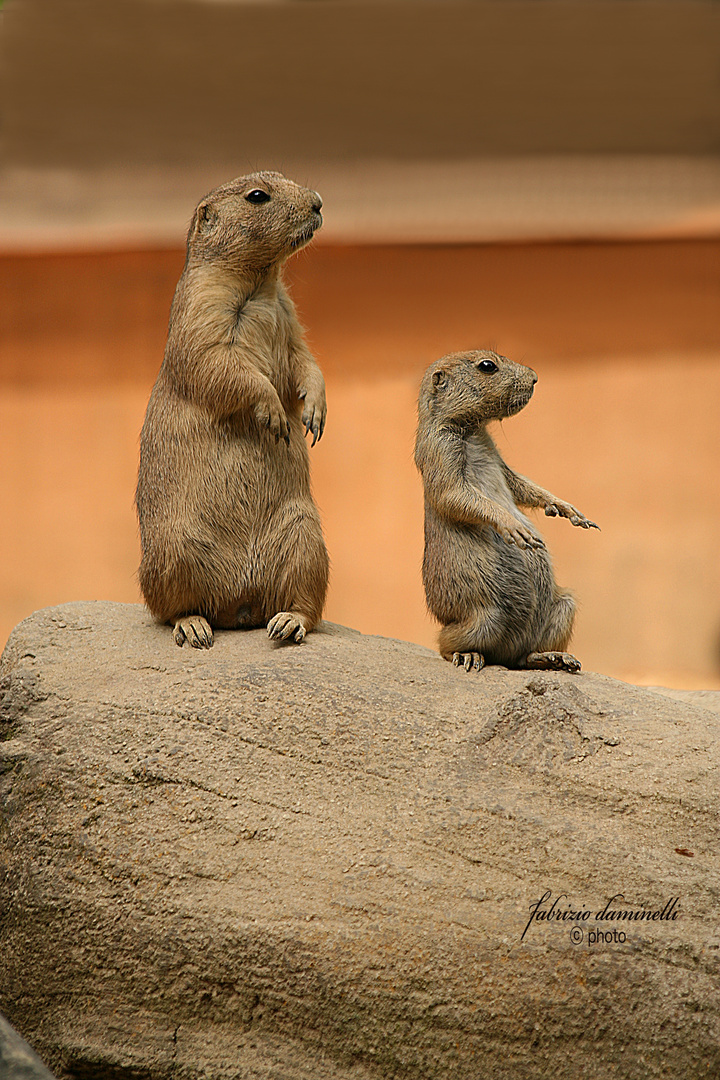 prairie dogs