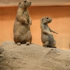 prairie dogs