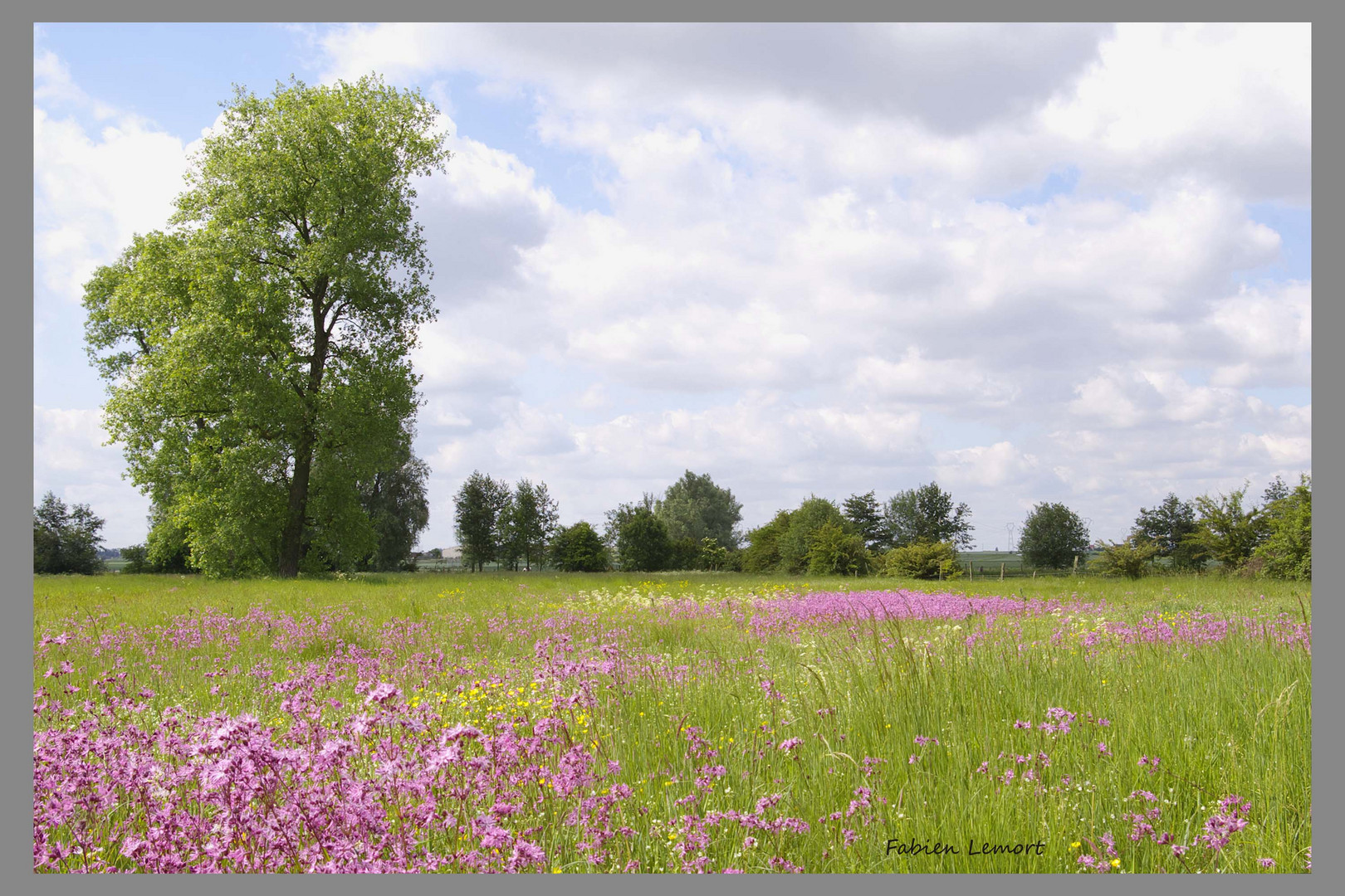 prairie fleurie