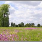 prairie fleurie