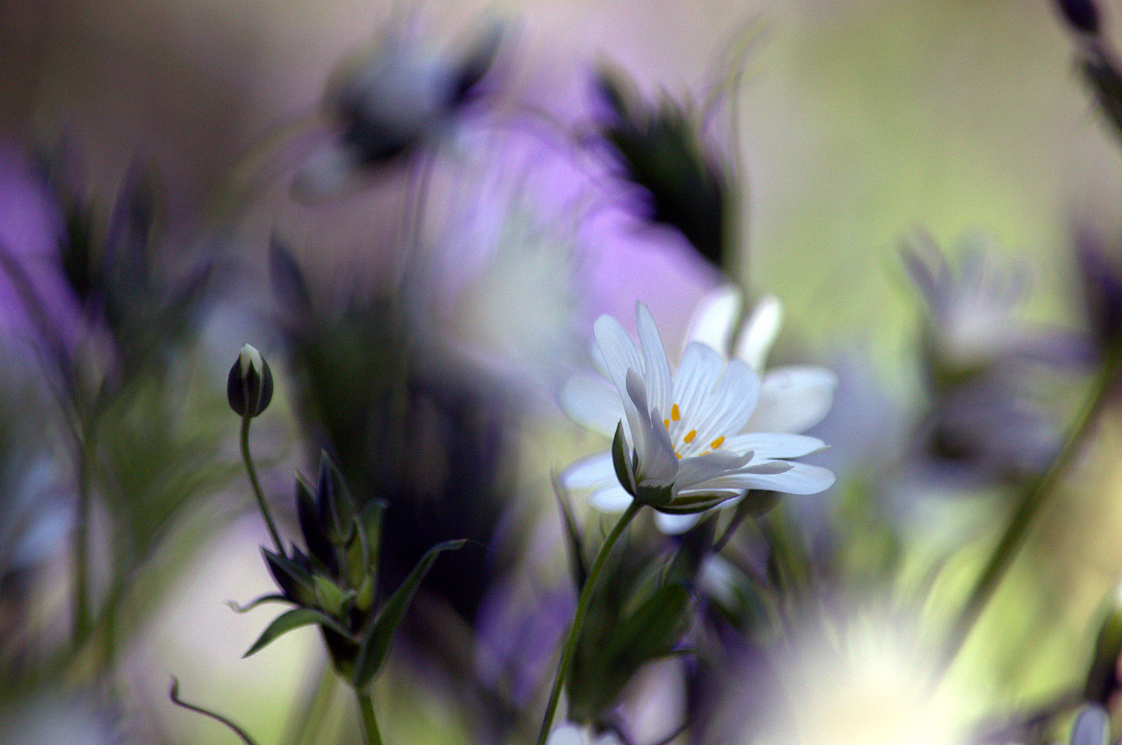 prairie fleurie