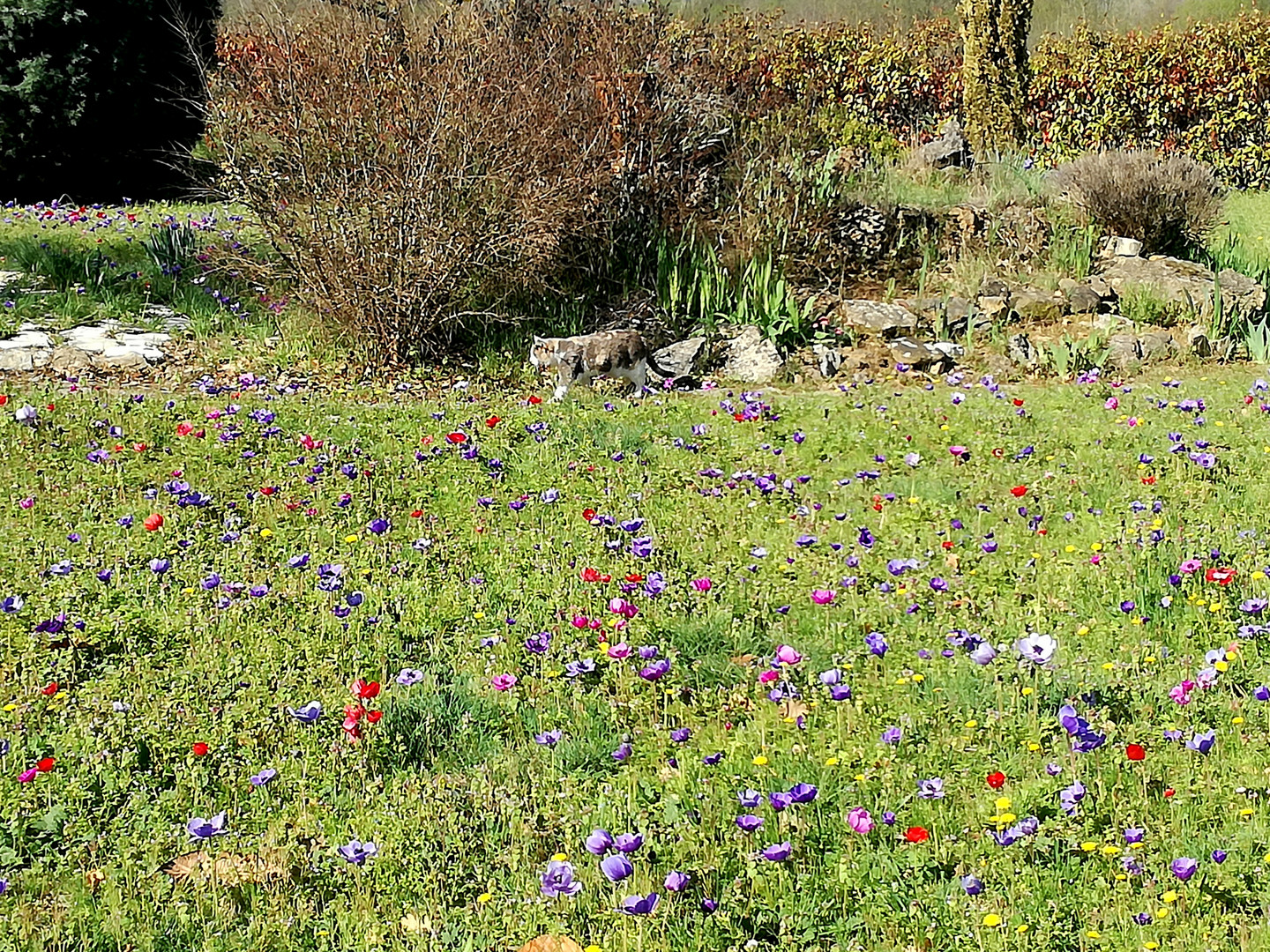 Prairie fleurie