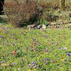 Prairie fleurie