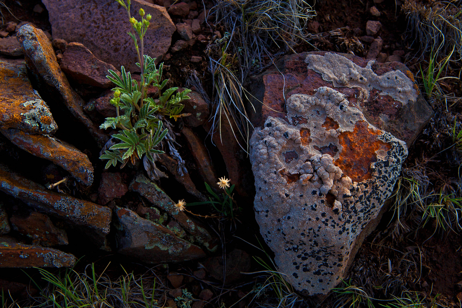 Prairie Floor