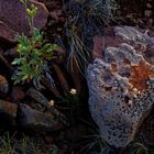 Prairie Floor