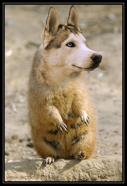 Prairie-Husky