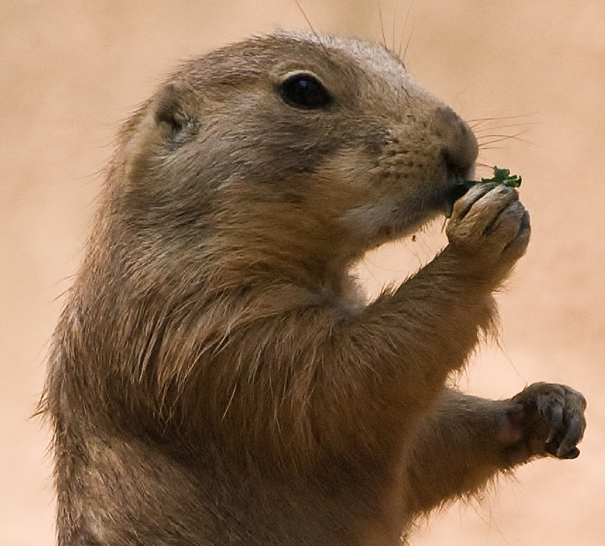 PRAIRIE LUNCH