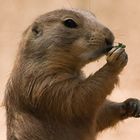 PRAIRIE LUNCH