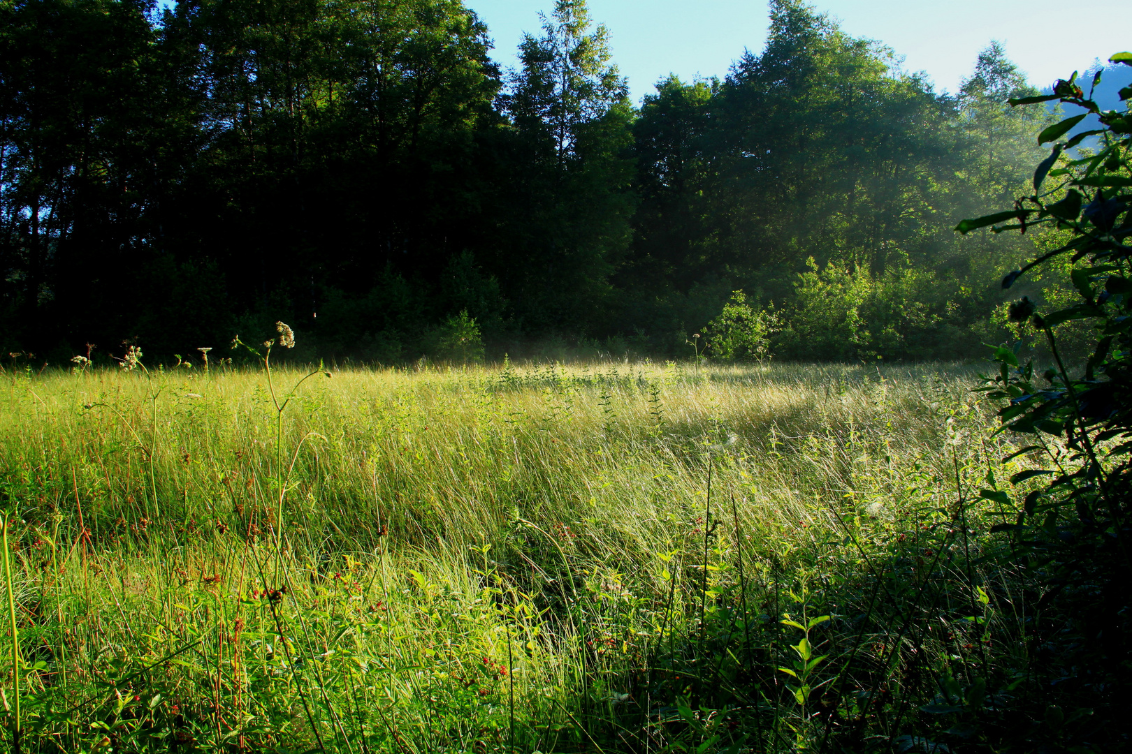 prairie matinale