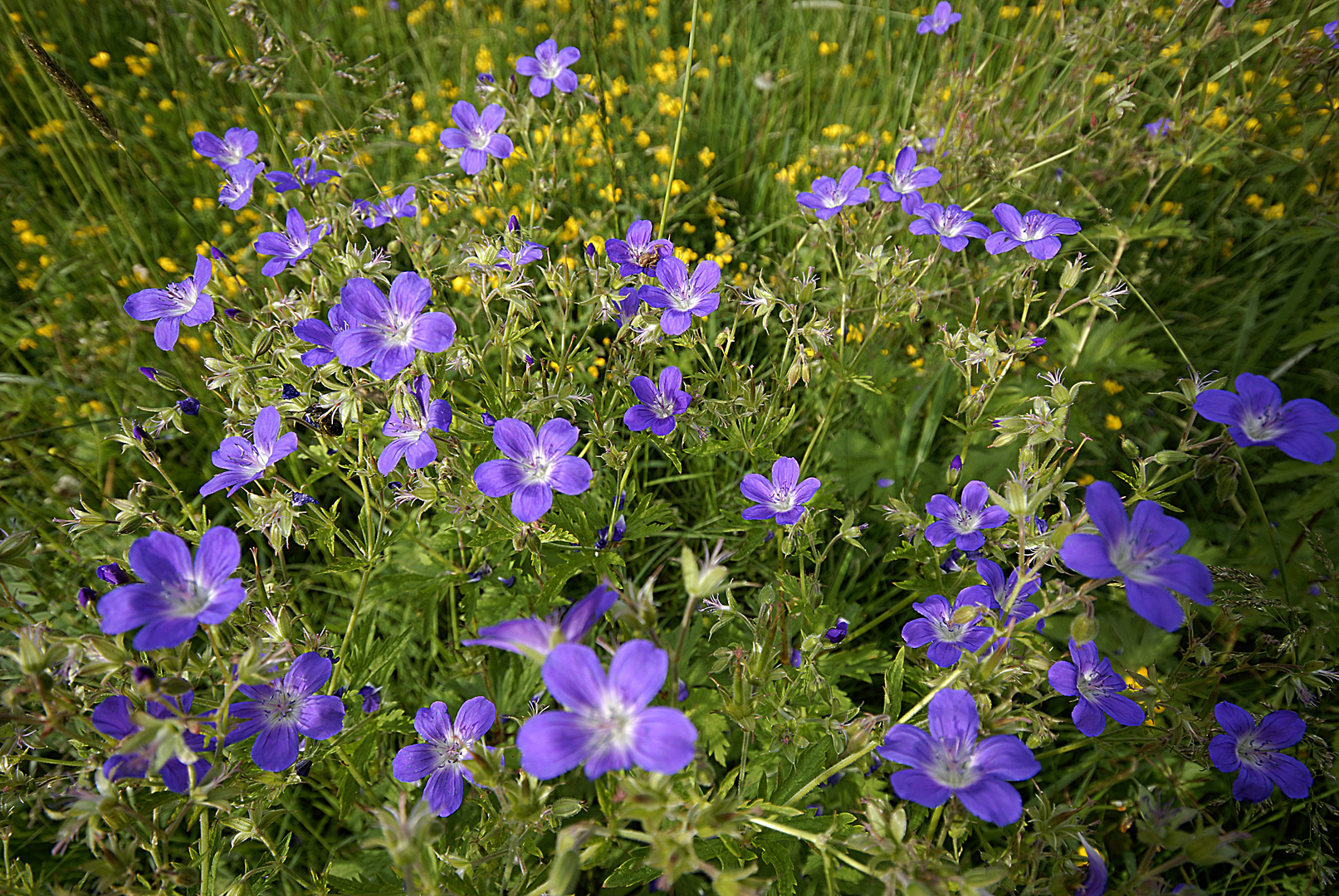 prairie naturelle