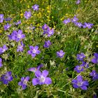 prairie naturelle