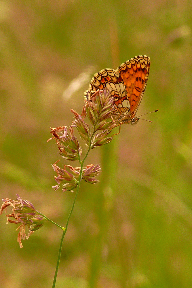 "prairie sauvage"