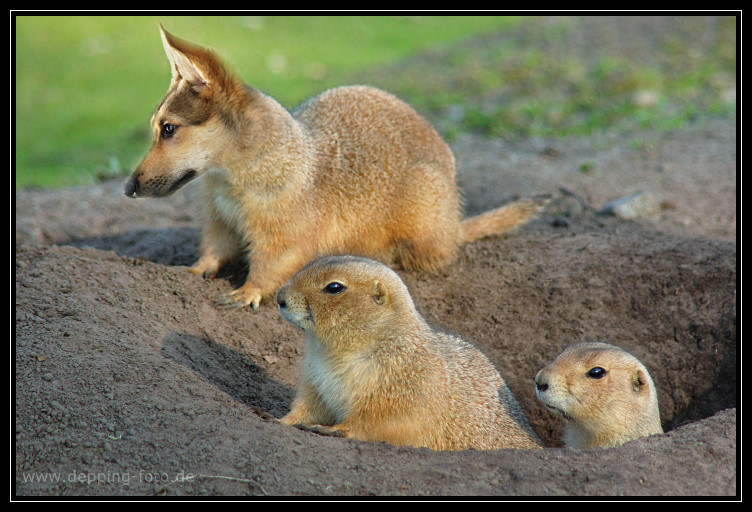 Prairie-schäfer-hunde...