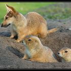 Prairie-schäfer-hunde...