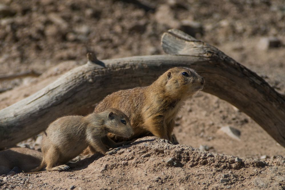 Prairiedogs, Arizona