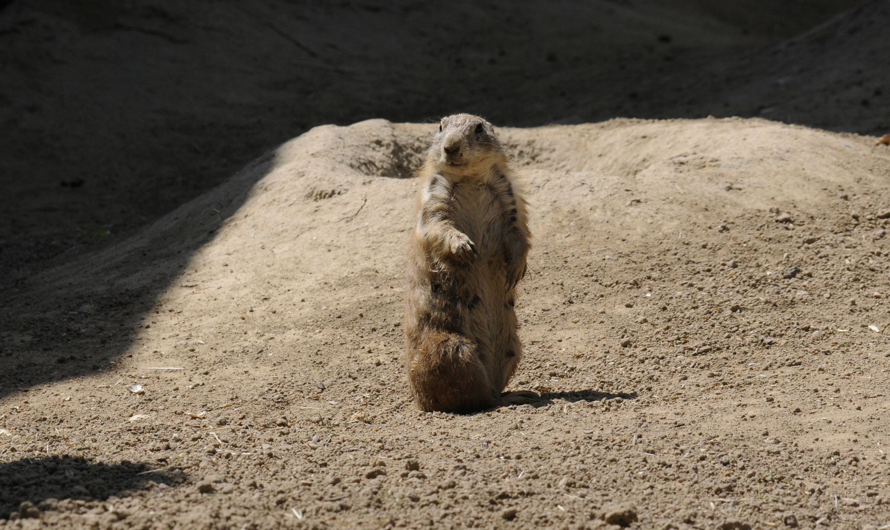 Prairiehund