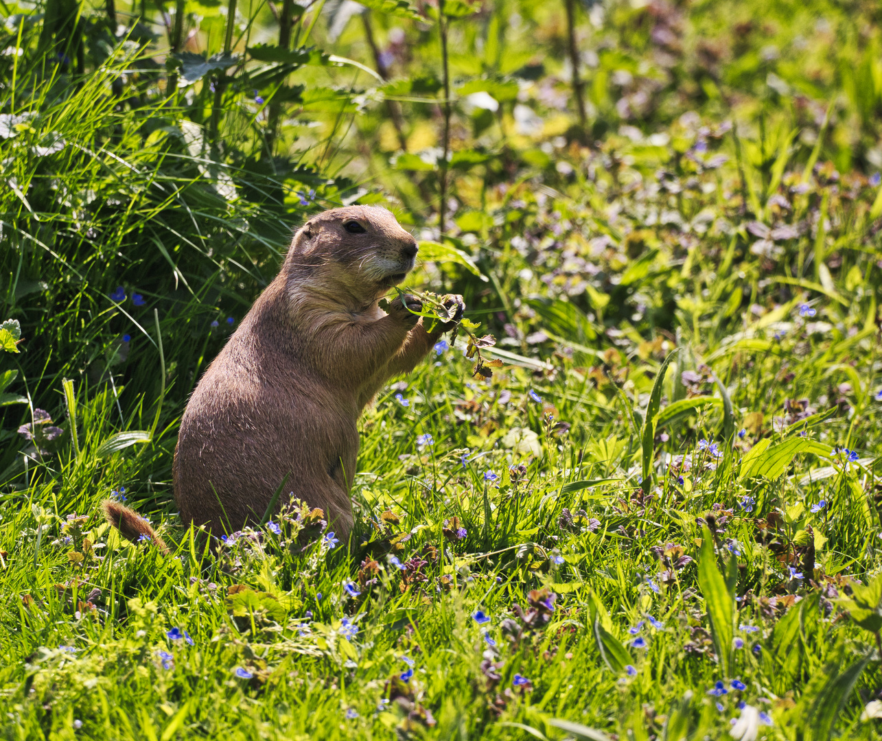 Prairiehund_0984