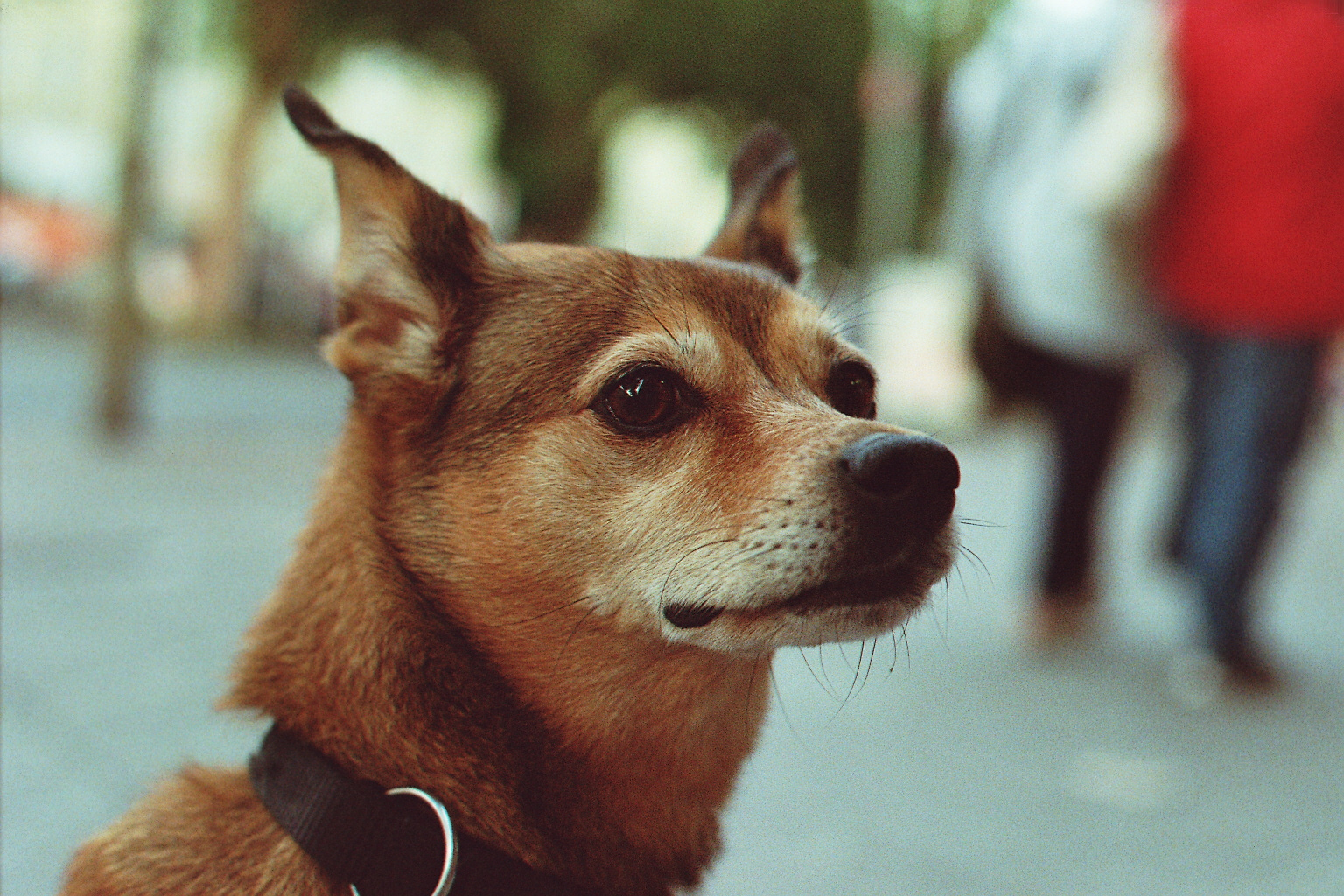 Praktica L2, Kodak porta 800