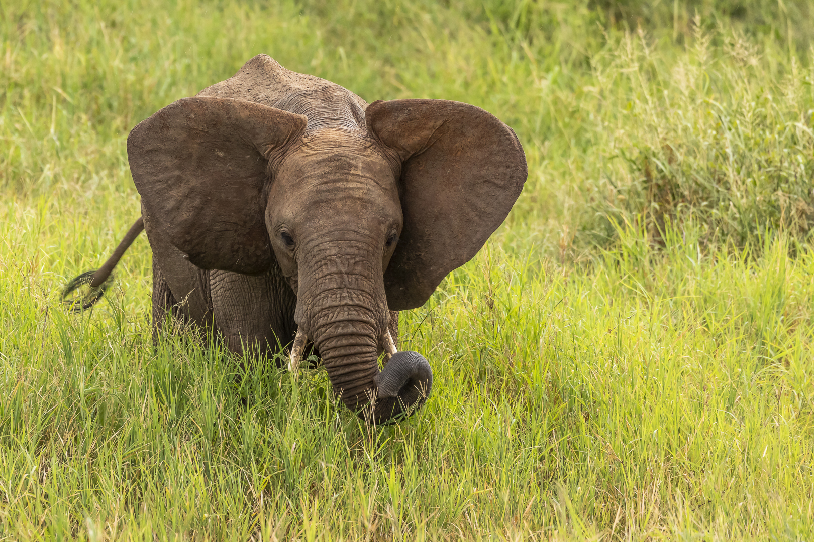 Praktisch.... Foto & Bild natur, reisen, elefant Bilder auf