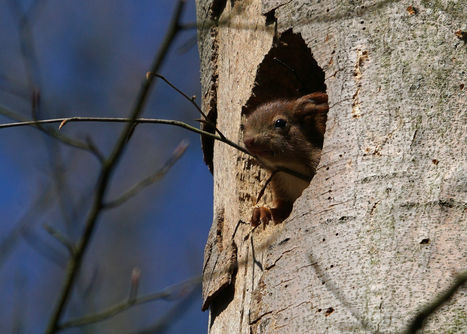 Praktische Unterkunft für Eichhörnchen 2020 Foto & Bild natur, tiere, wildlife Bilder auf
