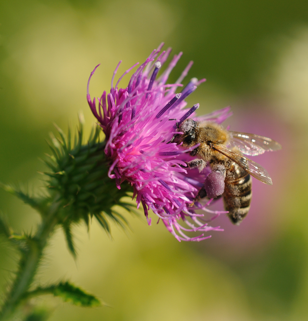 Prall gefüllte Bienenkörbchen