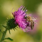 Prall gefüllte Bienenkörbchen