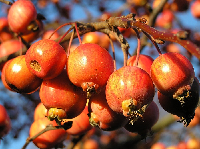 Pralle Äpfelchen im Winter