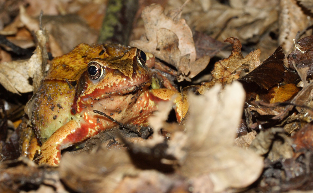 pralle dralle Grasfroschdame