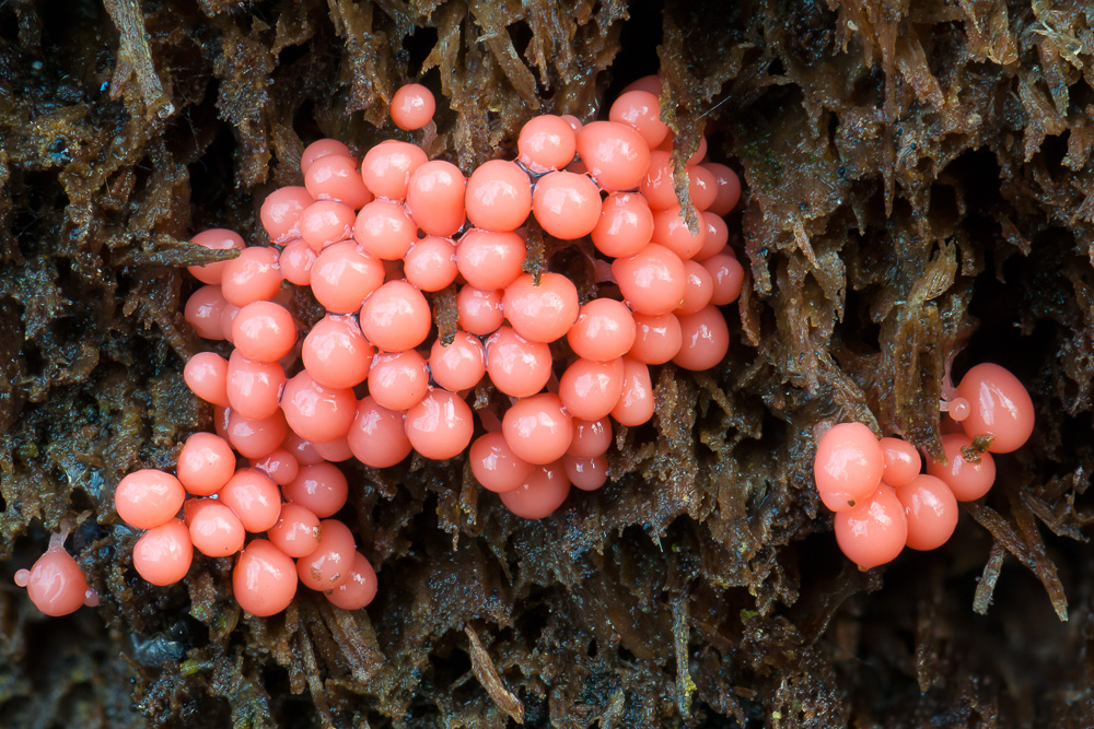 Pralle Farbkleckse im nassen, kalten, trüben Wald