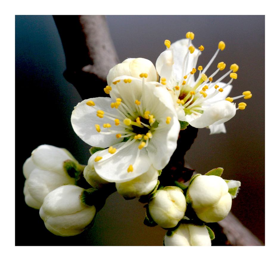 pralle Knospen umd Blüten