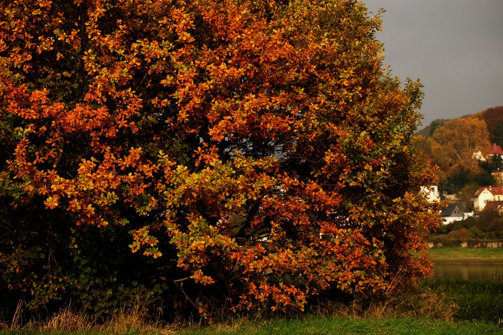 praller herbst