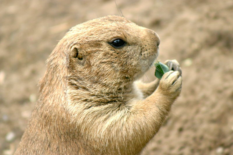 prarie dog