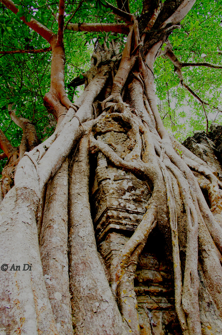 Prasat Ta Som