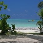 Praslin - am Strand von Anse Volbert