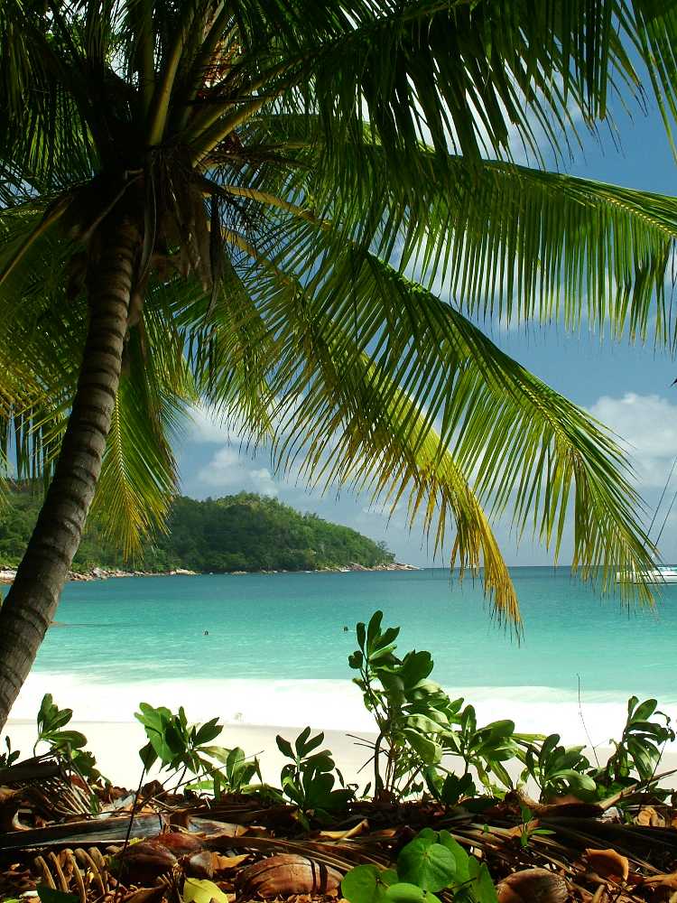 PRASLIN - ANSE LAZIO